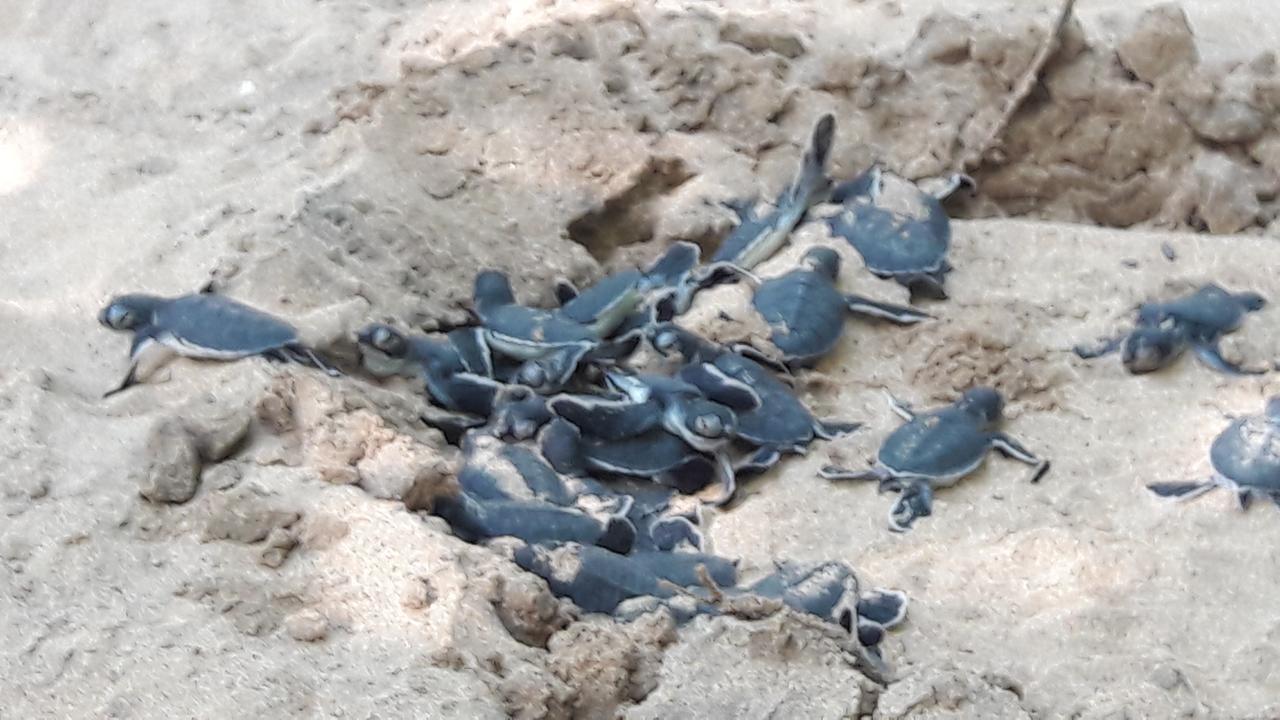 Leatherback Beach Villa Ahungalla Kültér fotó