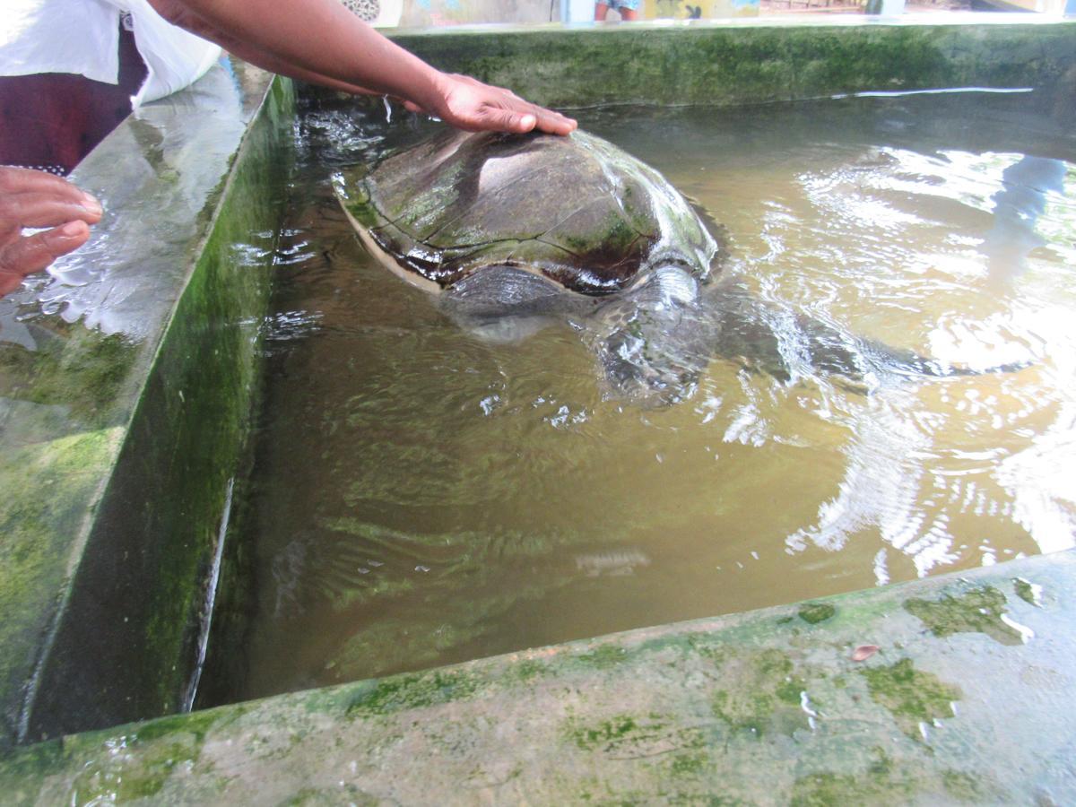 Leatherback Beach Villa Ahungalla Kültér fotó