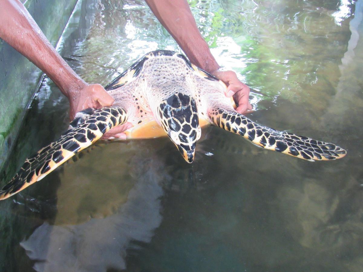Leatherback Beach Villa Ahungalla Kültér fotó