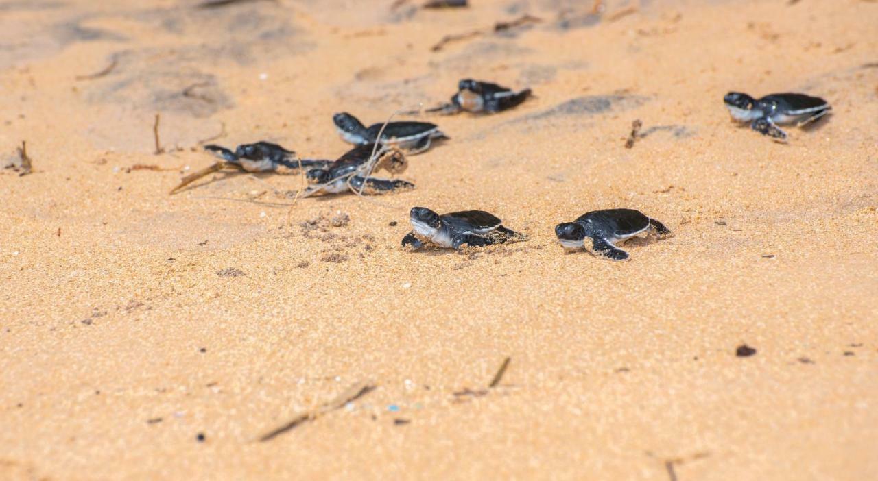Leatherback Beach Villa Ahungalla Kültér fotó