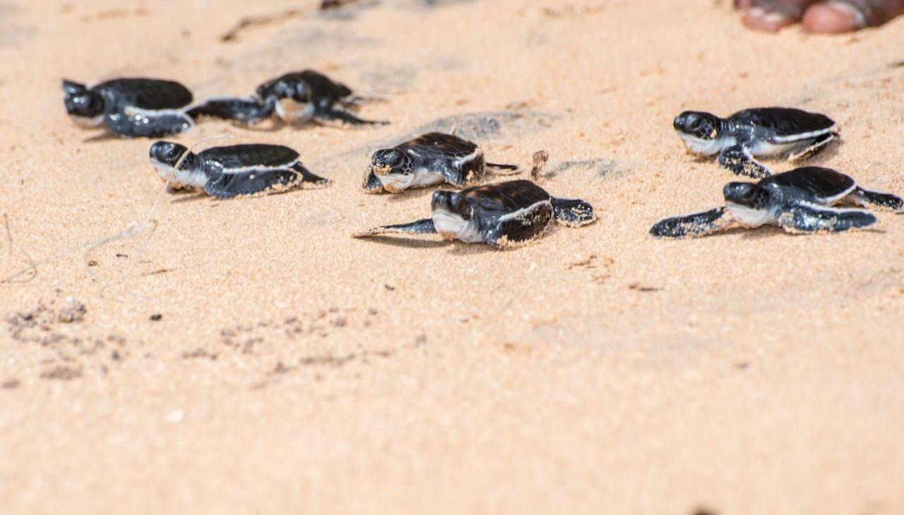 Leatherback Beach Villa Ahungalla Kültér fotó
