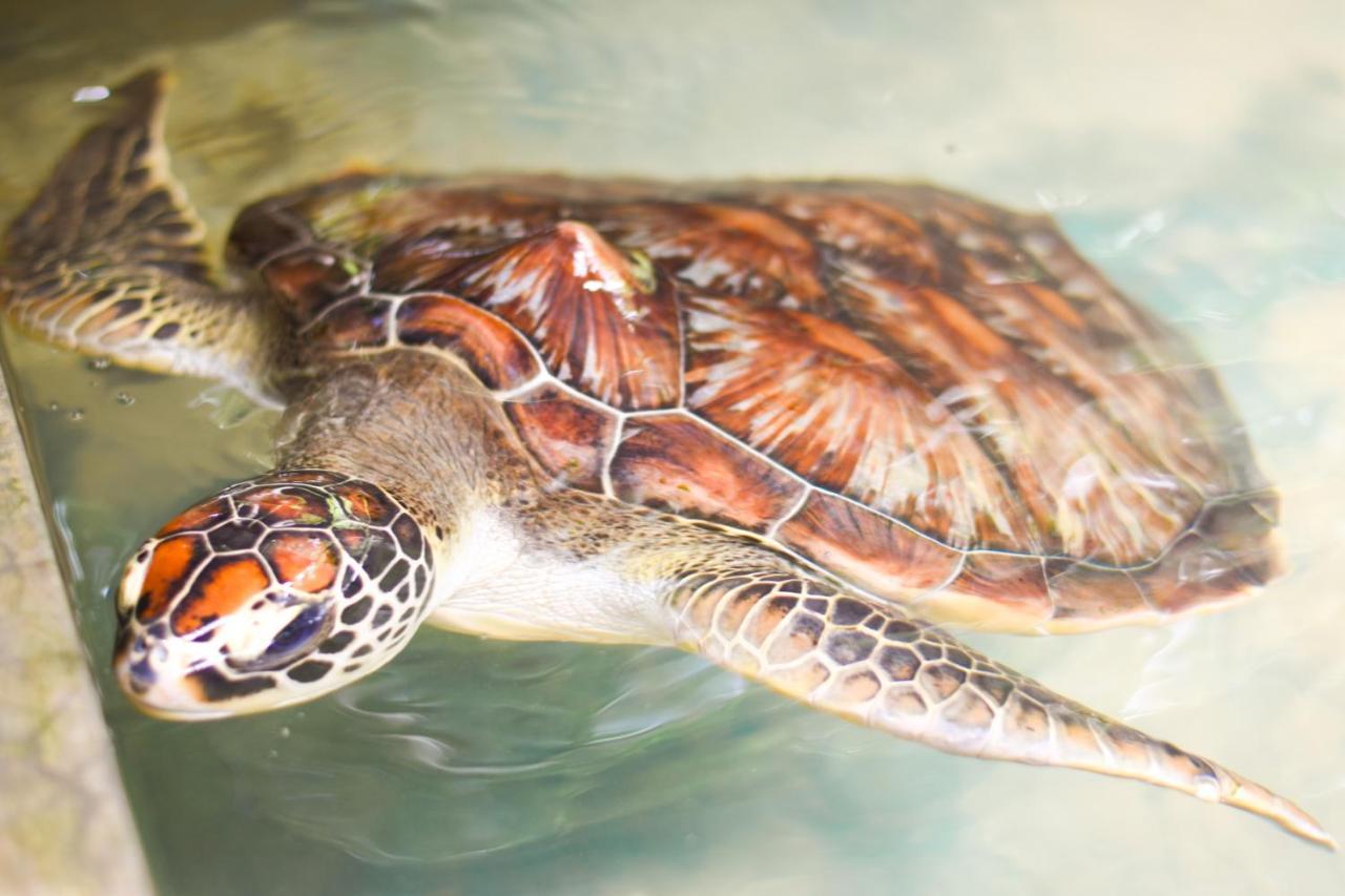 Leatherback Beach Villa Ahungalla Kültér fotó