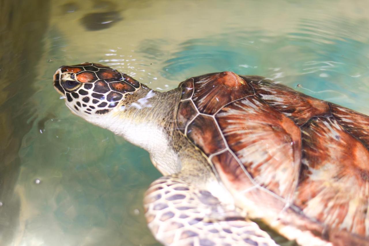 Leatherback Beach Villa Ahungalla Kültér fotó